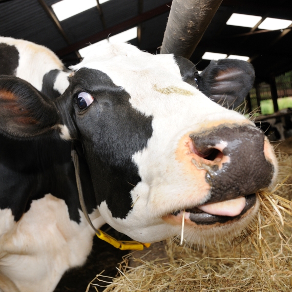 אילוסטרציה