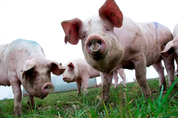 אילוסטרציה