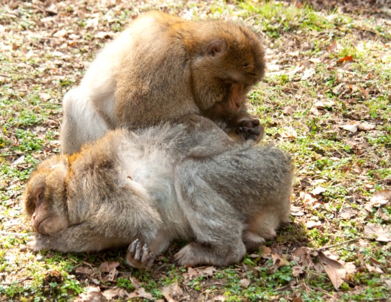 אילוסטרציה