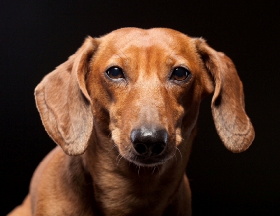 כלב ומכונית