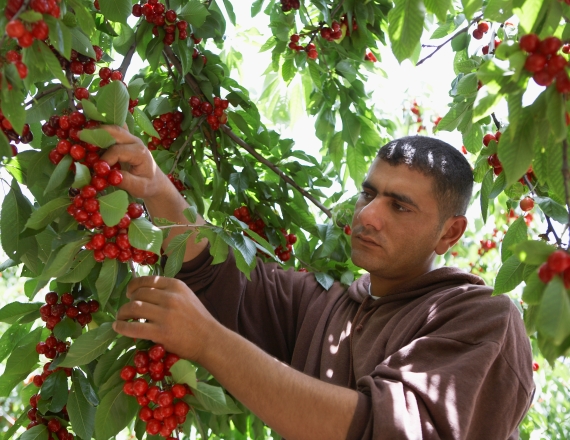 קטיף דובדבנים