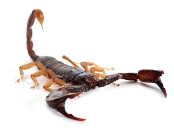 אילוסטרציה