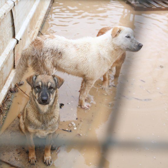 כלב צער בעלי חיים
