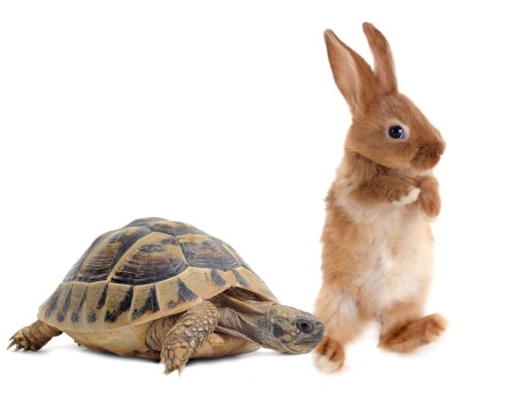 אילוסטרציה