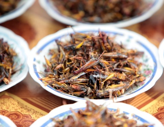 חרקים למאכל