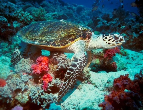 אילוסטרציה