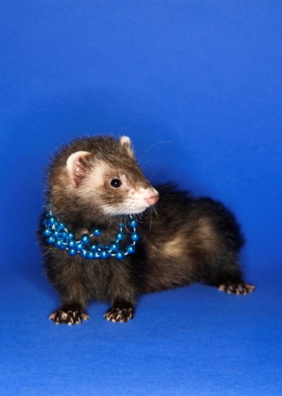 אילוסטרציה