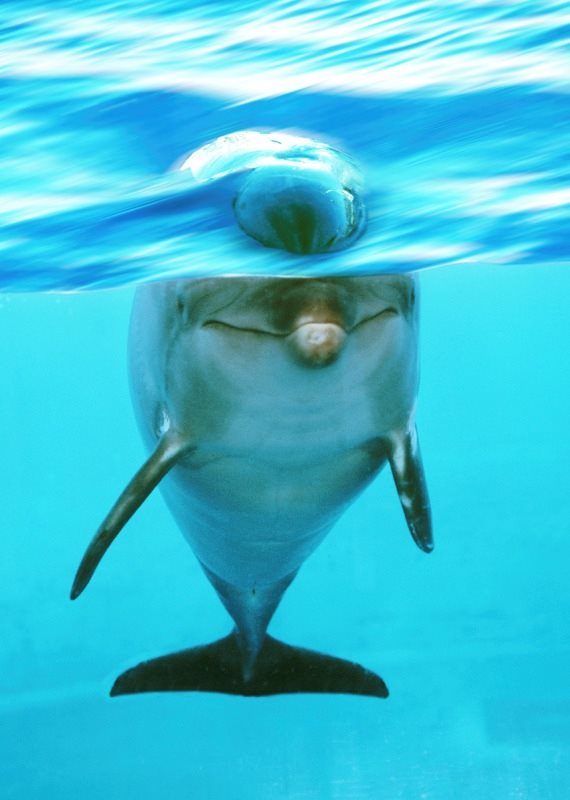 אילוסטרציה