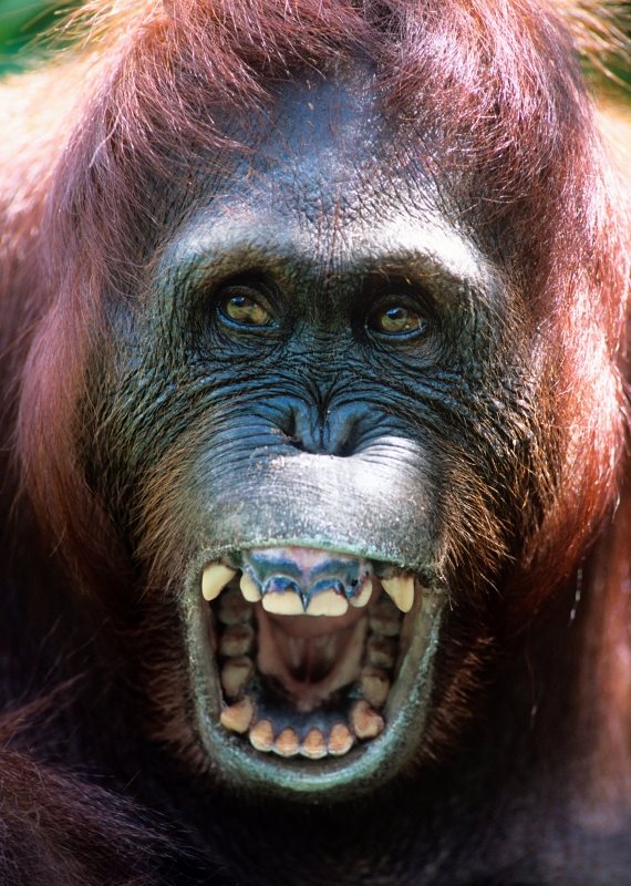 אילוסטרציה