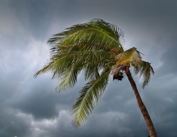 עץ דקל בגשם