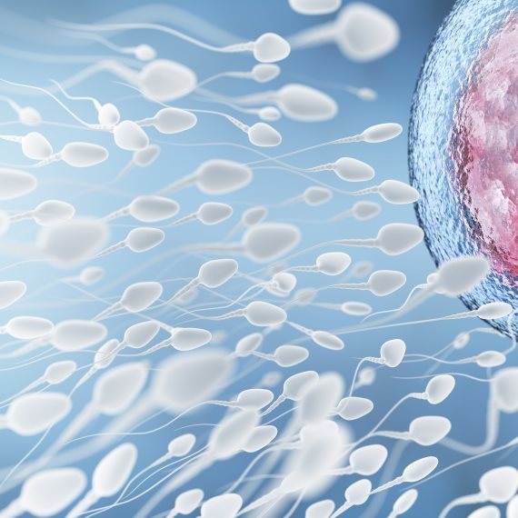 ביציות נשים