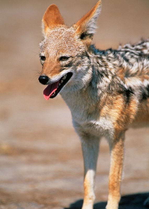 אילוסטרציה