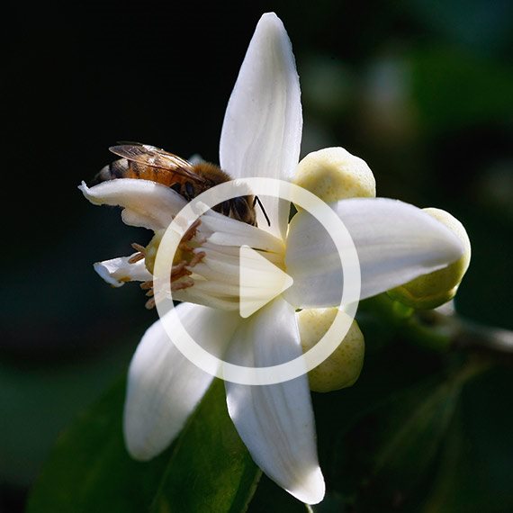 שבת עברית - שירי אביב - לחצו להאזנה