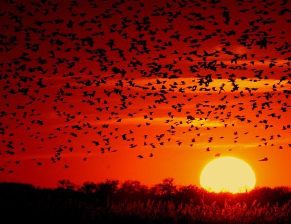 נדידת ציפורים