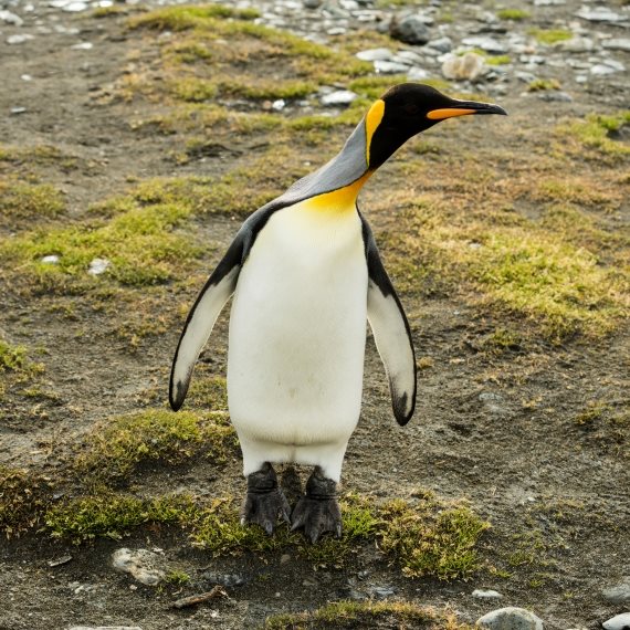 פינגווין מלכותי
