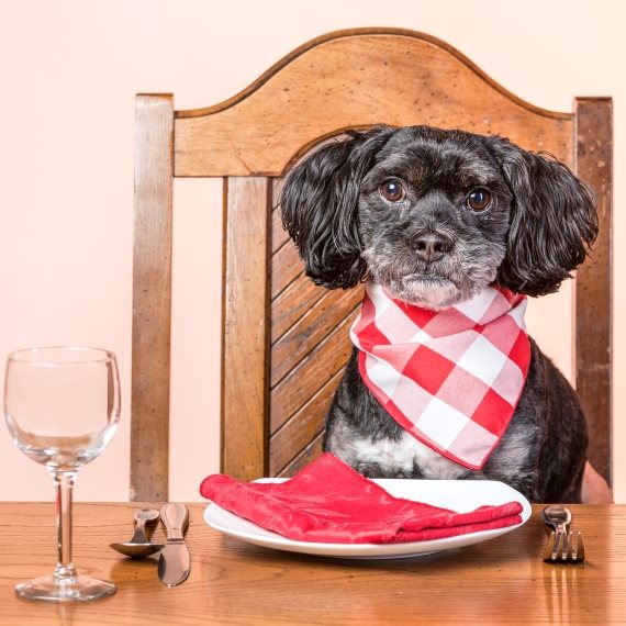 כלב מנומס אוכל