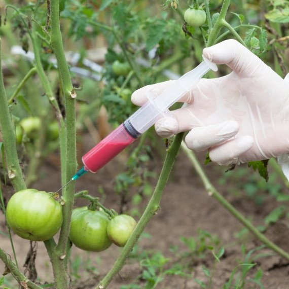 צבע מאכל או צבע לקירות?