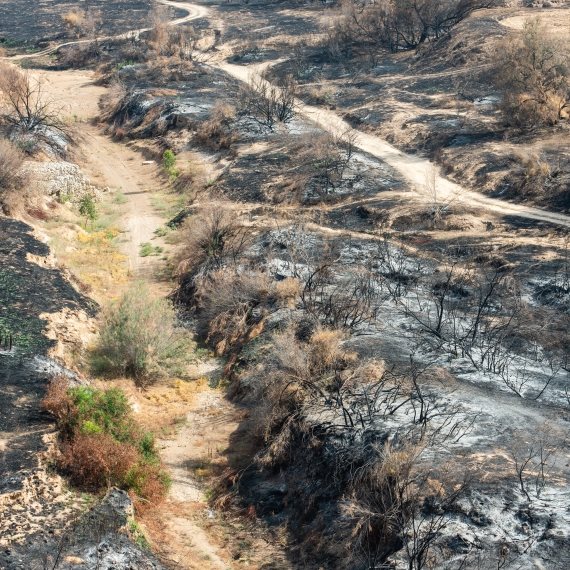 שדה שרוף בעוטף עזה