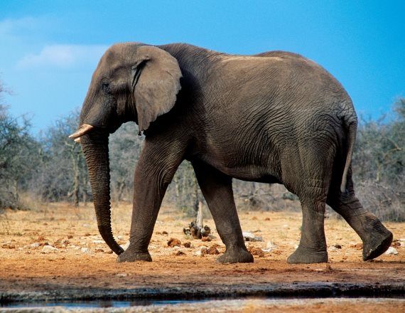 אילוסטרציה