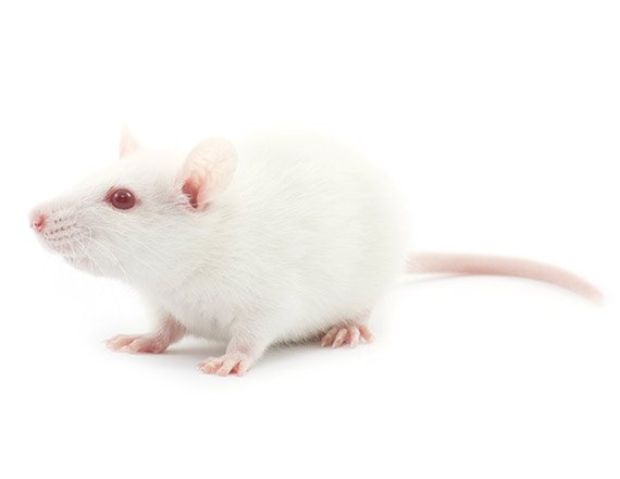 מי הזיז את הגבינה שלי?