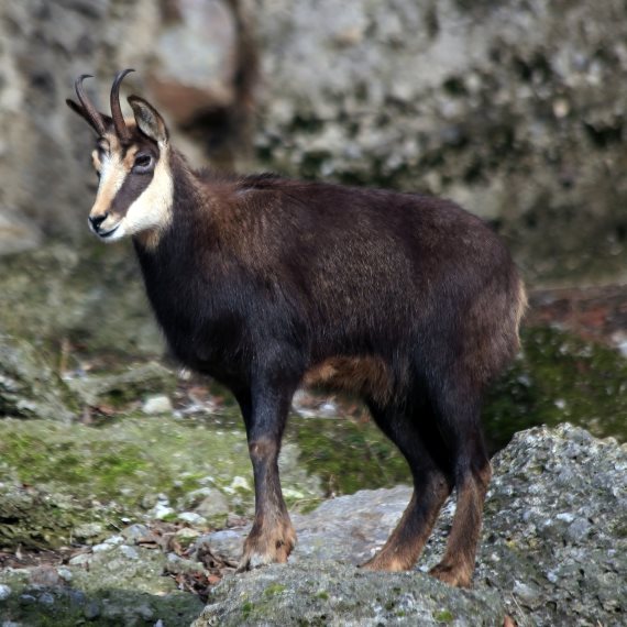 צפיר האלפים