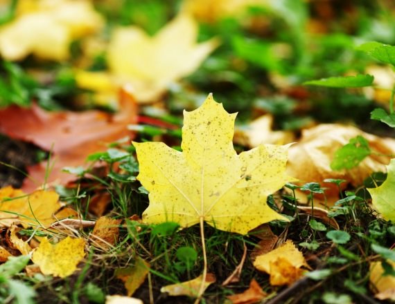 "היה זה ערב סתיו יפה"