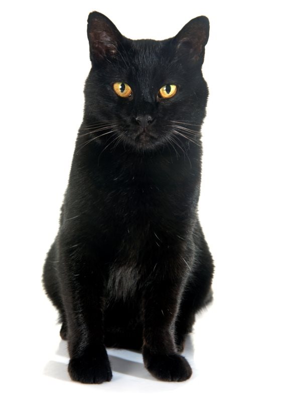 "זה חשוב לו בשביל השפיות שלו"