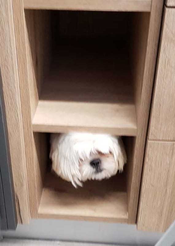 אי אפשר לא לאהוב אותם