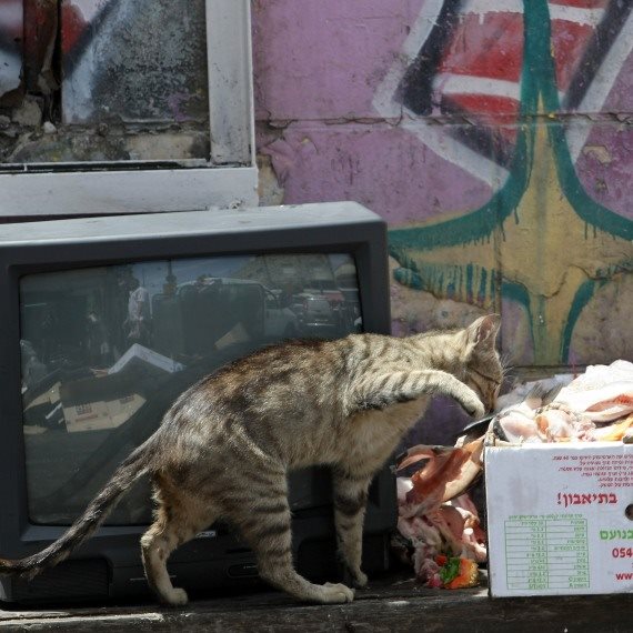 חתול רחוב, אילוסטצריה