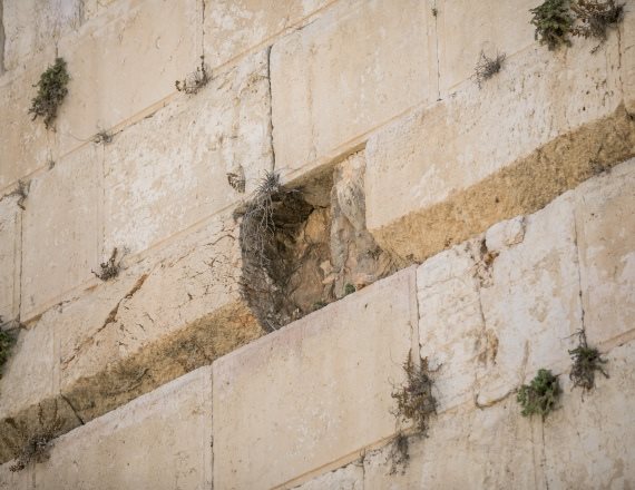 הכותל המערבי