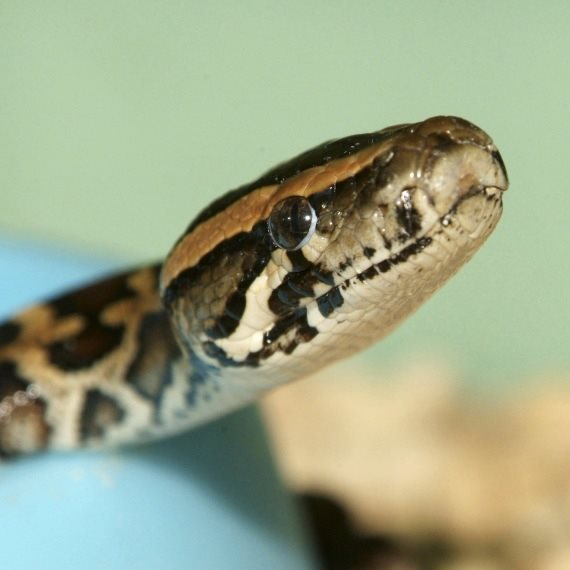 "אני אוהב את כל סוגי הנחשים"