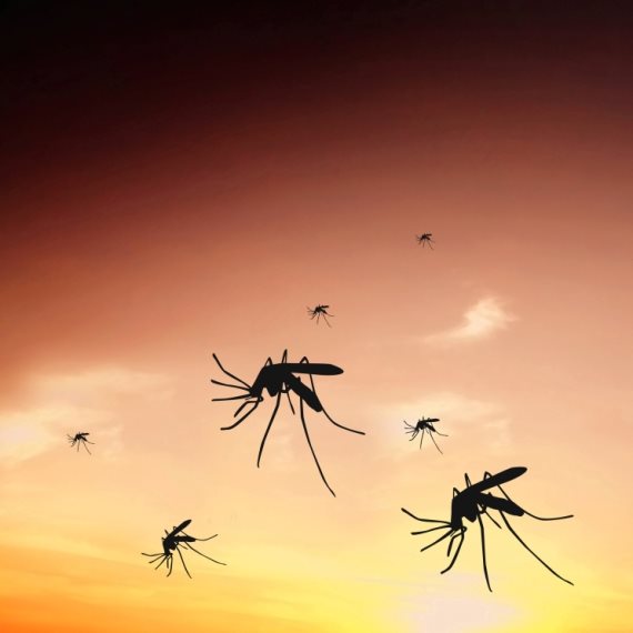 האם גוגל תחסל את כל היתושים בעולם?