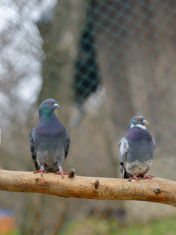 שיימינג בעקבות היונים