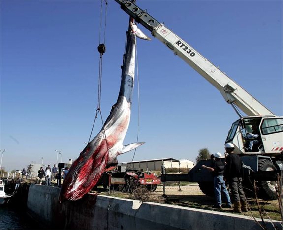 ציד לווייתנים