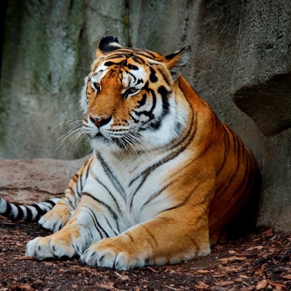 חדשות החיות בספארי
