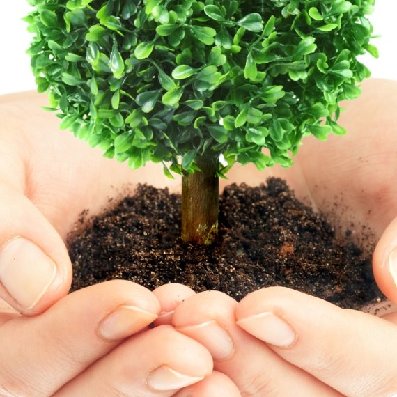 כי האדם עץ השדה