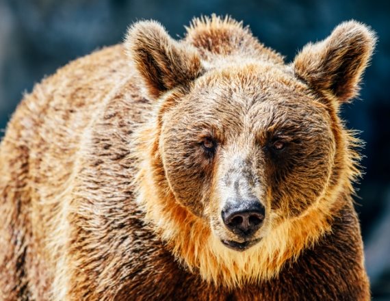 אילוסטרציה