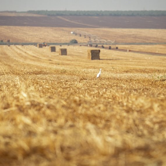 שדה חקלאי, ארכיון