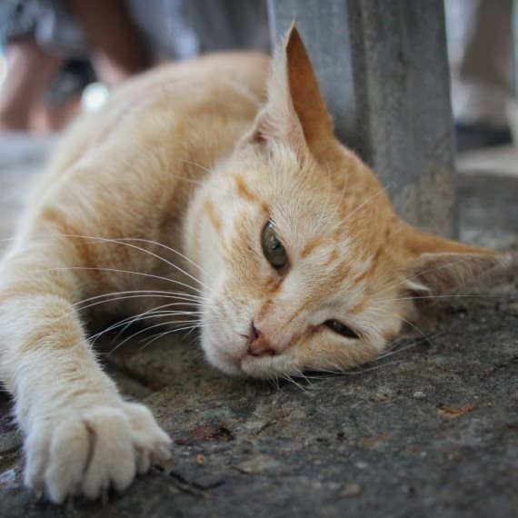 אילוסטרציה