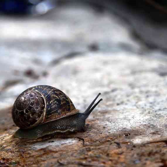 חילזי לחדר מיון