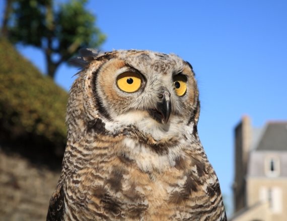 חדשות החיות בספארי
