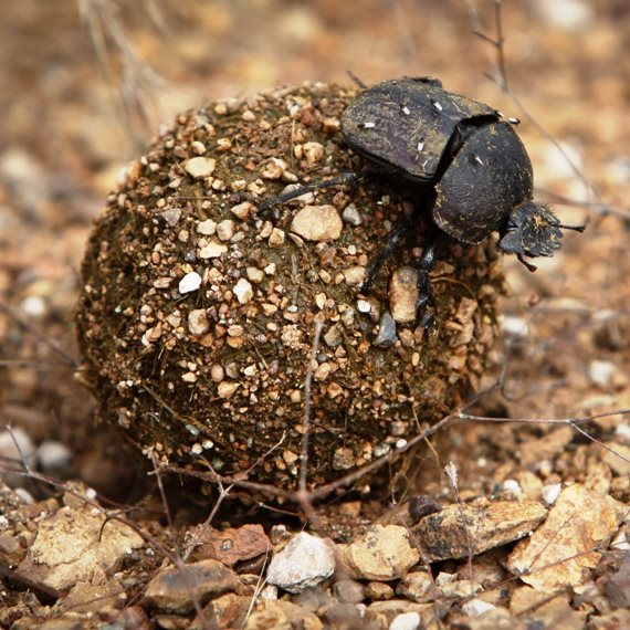 החיפושיות חולשות על ישראל