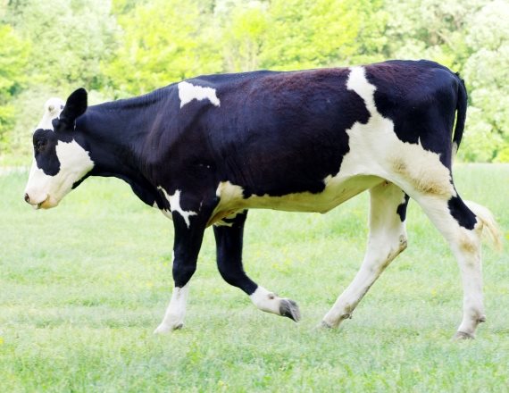 "אתה נראה כמו פר בעצמך"