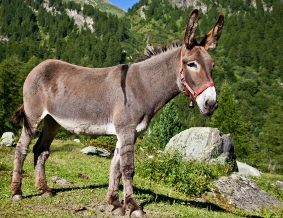 מה עשה פרד בשדה התעופה?