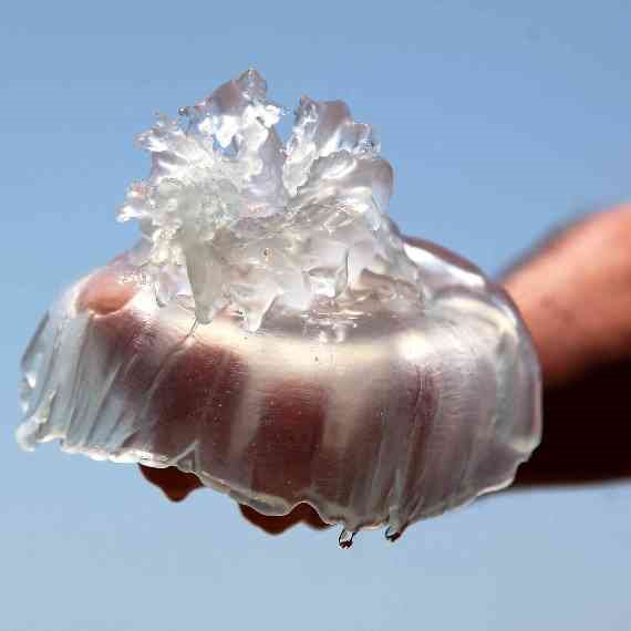 "זה צורב את הנשמה"