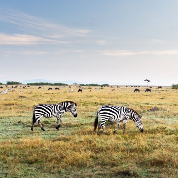 "חשבתי מחוץ לכלוב"