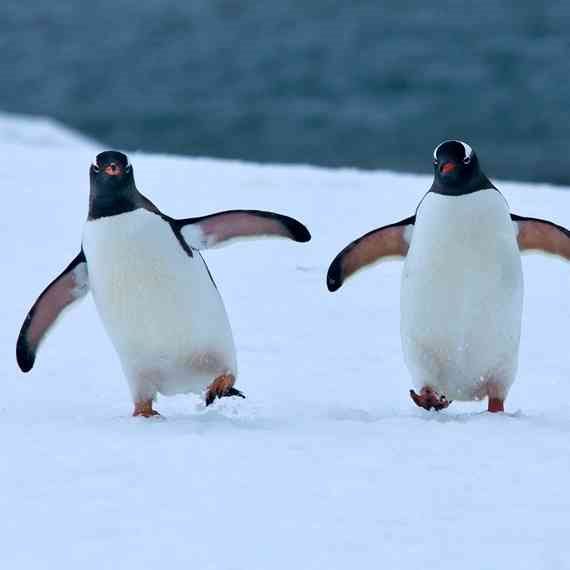 פינגווינים