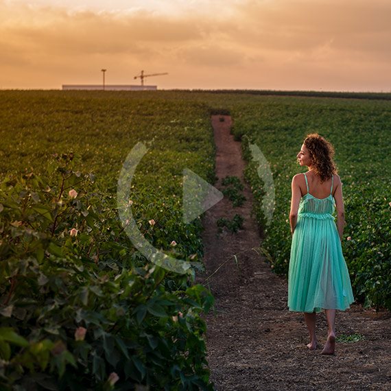 השדות בתימורים, השבוע