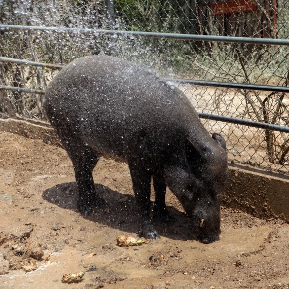 המציג אינו חזיר בר