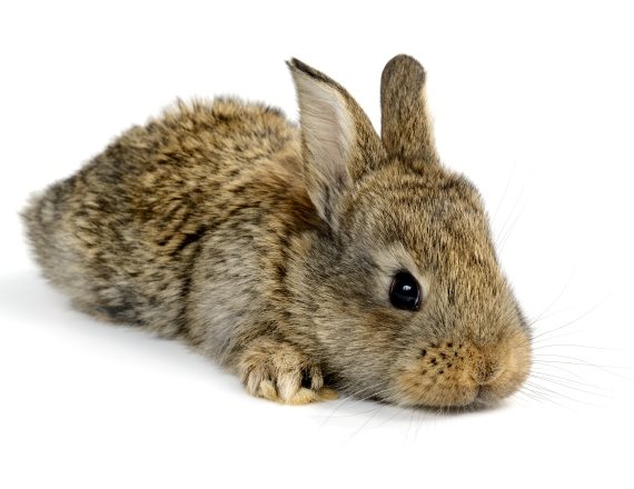 ארנבת שלא ישבה באקווריום